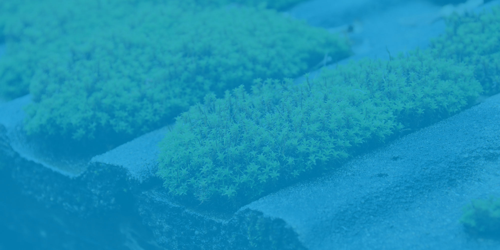 Moss Removal Coleraine