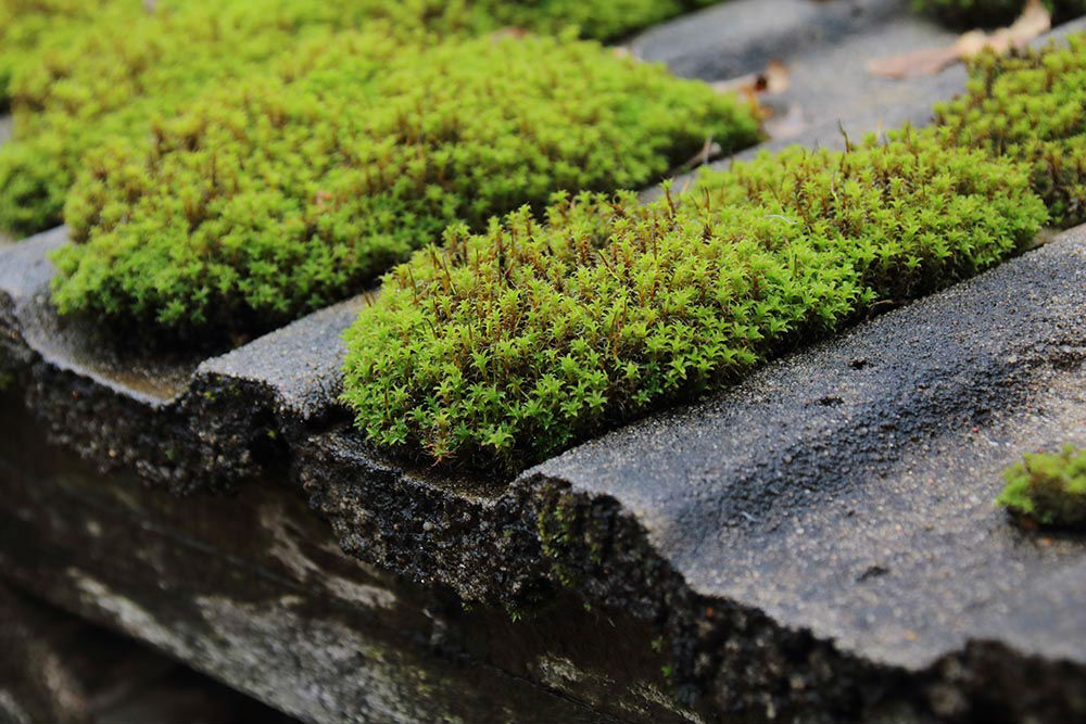 Moss Removal